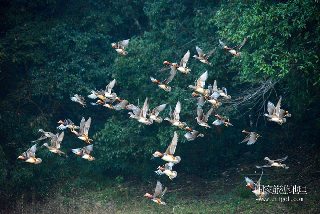 進入初冬，大批野生鴛鴦陸續(xù)飛抵江西婺源縣賦春鎮(zhèn)鴛鴦湖越冬，小精靈們在湖面上或相互依偎、卿卿我我；或隨波逐流、嬉戲打鬧，悠閑自在生活在青山綠水之間，優(yōu)良的水域和豐富的湖畔闊葉林，為鴛鴦過冬提供良好生存環(huán)境，婺源鴛鴦湖已成為亞洲最大的野生鴛鴦越冬棲息地。（攝于12月4日下午）