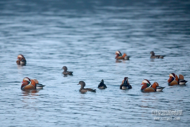 進入初冬，大批野生鴛鴦陸續(xù)飛抵江西婺源縣賦春鎮(zhèn)鴛鴦湖越冬，小精靈們在湖面上或相互依偎、卿卿我我；或隨波逐流、嬉戲打鬧，悠閑自在生活在青山綠水之間，優(yōu)良的水域和豐富的湖畔闊葉林，為鴛鴦過冬提供良好生存環(huán)境，婺源鴛鴦湖已成為亞洲最大的野生鴛鴦越冬棲息地。（攝于12月4日下午）