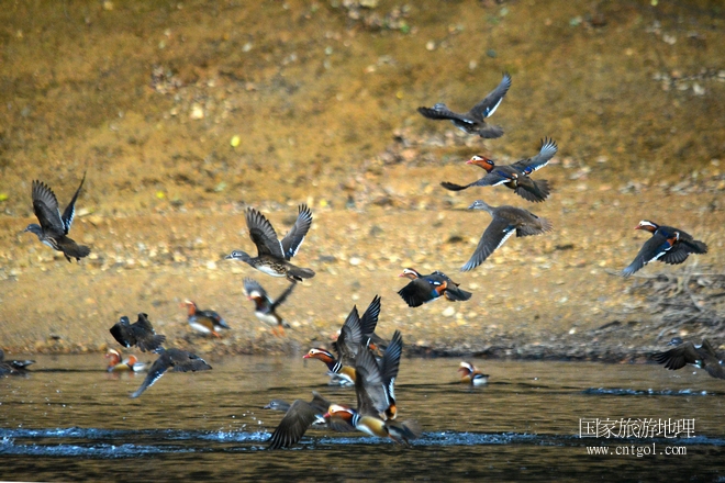 進入初冬，大批野生鴛鴦陸續(xù)飛抵江西婺源縣賦春鎮(zhèn)鴛鴦湖越冬，小精靈們在湖面上或相互依偎、卿卿我我；或隨波逐流、嬉戲打鬧，悠閑自在生活在青山綠水之間，優(yōu)良的水域和豐富的湖畔闊葉林，為鴛鴦過冬提供良好生存環(huán)境，婺源鴛鴦湖已成為亞洲最大的野生鴛鴦越冬棲息地。（攝于12月4日下午）
