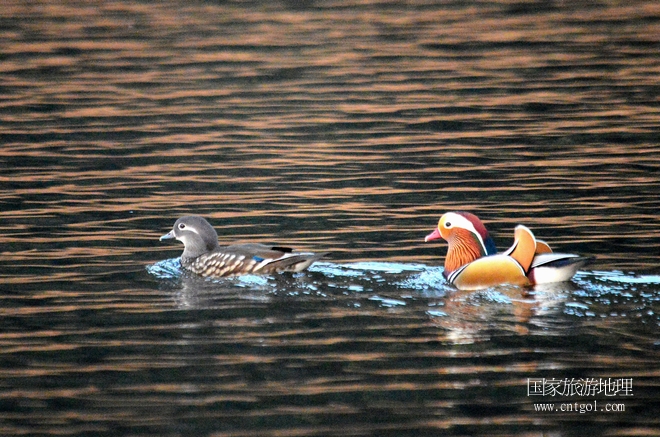 進入初冬，大批野生鴛鴦陸續(xù)飛抵江西婺源縣賦春鎮(zhèn)鴛鴦湖越冬，小精靈們在湖面上或相互依偎、卿卿我我；或隨波逐流、嬉戲打鬧，悠閑自在生活在青山綠水之間，優(yōu)良的水域和豐富的湖畔闊葉林，為鴛鴦過冬提供良好生存環(huán)境，婺源鴛鴦湖已成為亞洲最大的野生鴛鴦越冬棲息地。（攝于12月4日下午）